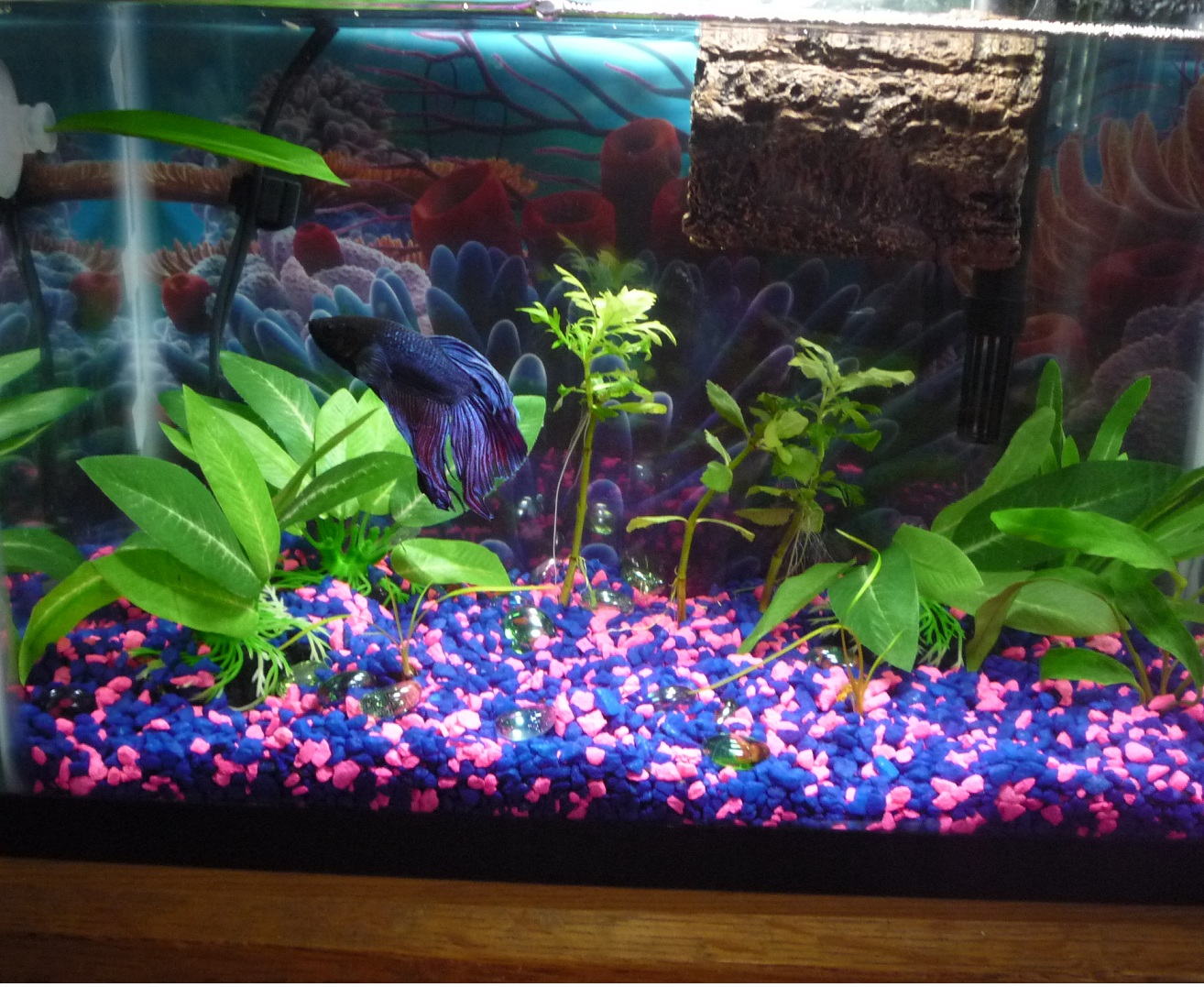 Fish Tank Delightful Colorful For Home Interior Decoration