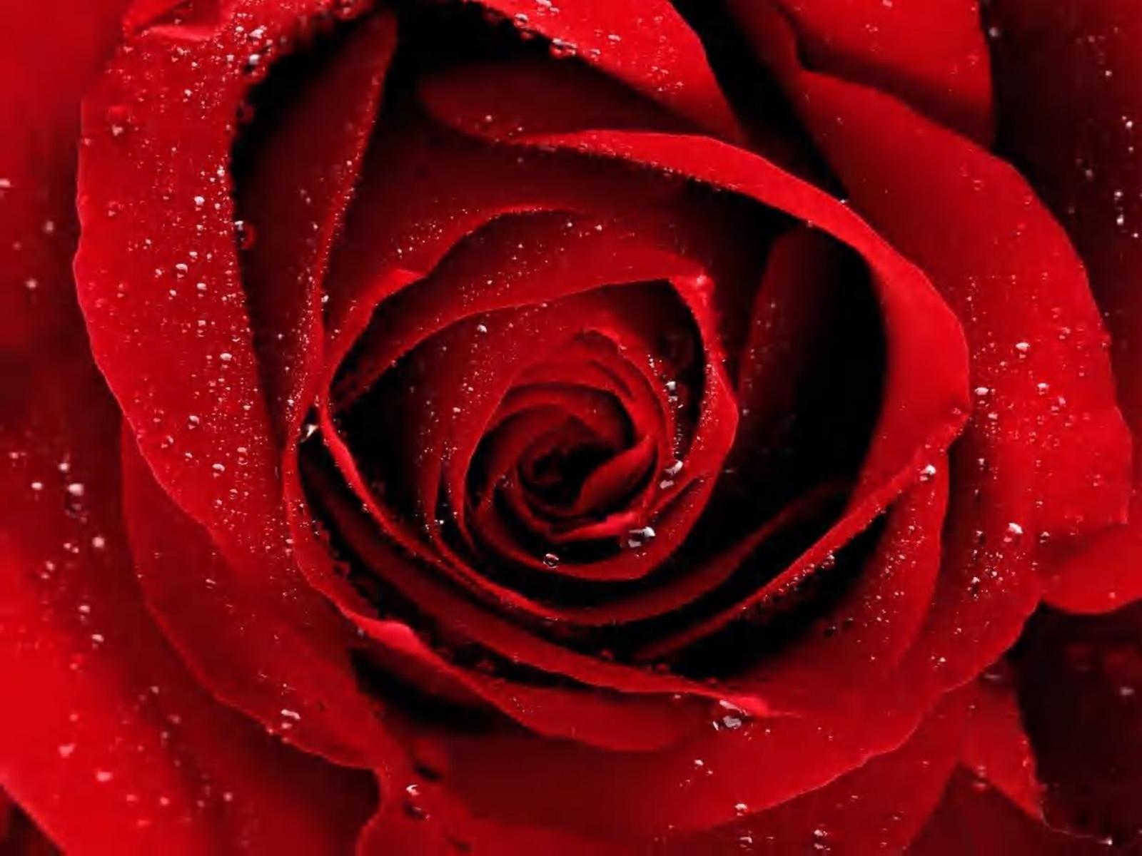 Red Rose Wallpapers Red Flowers HD Pictures One HD