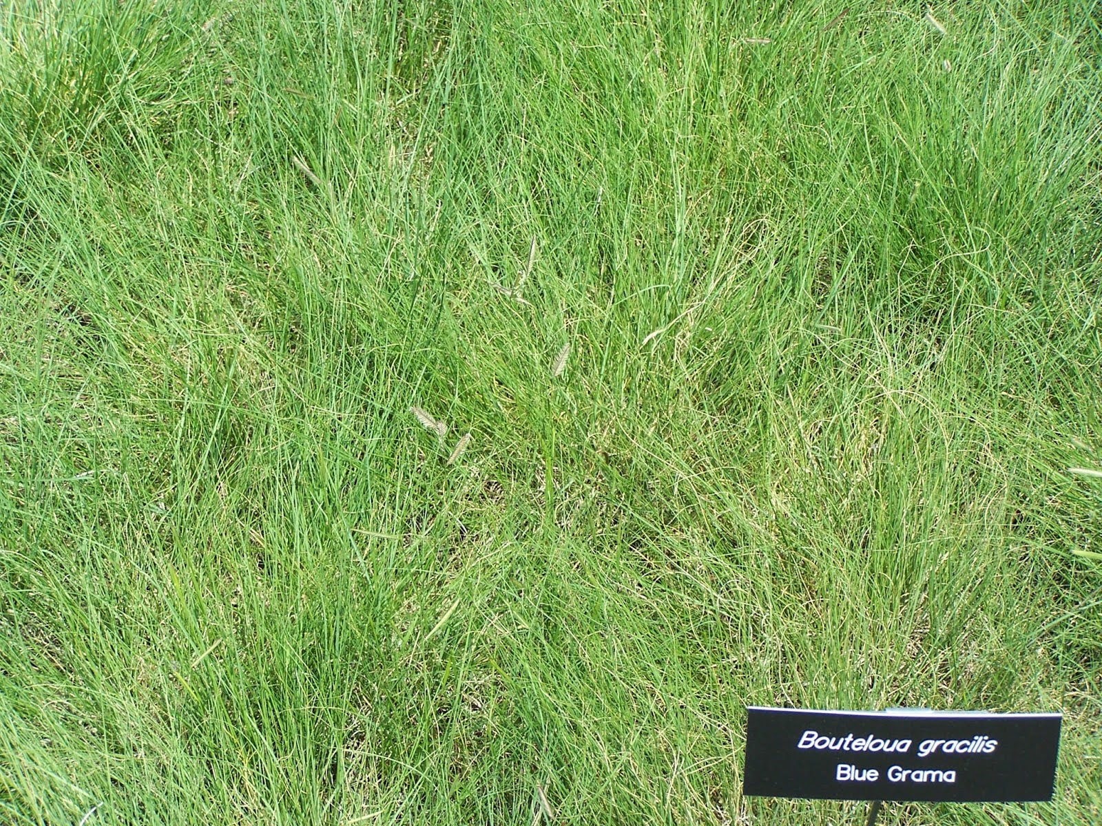 Lazy Gardening Watching Grass Grow Blue Grama