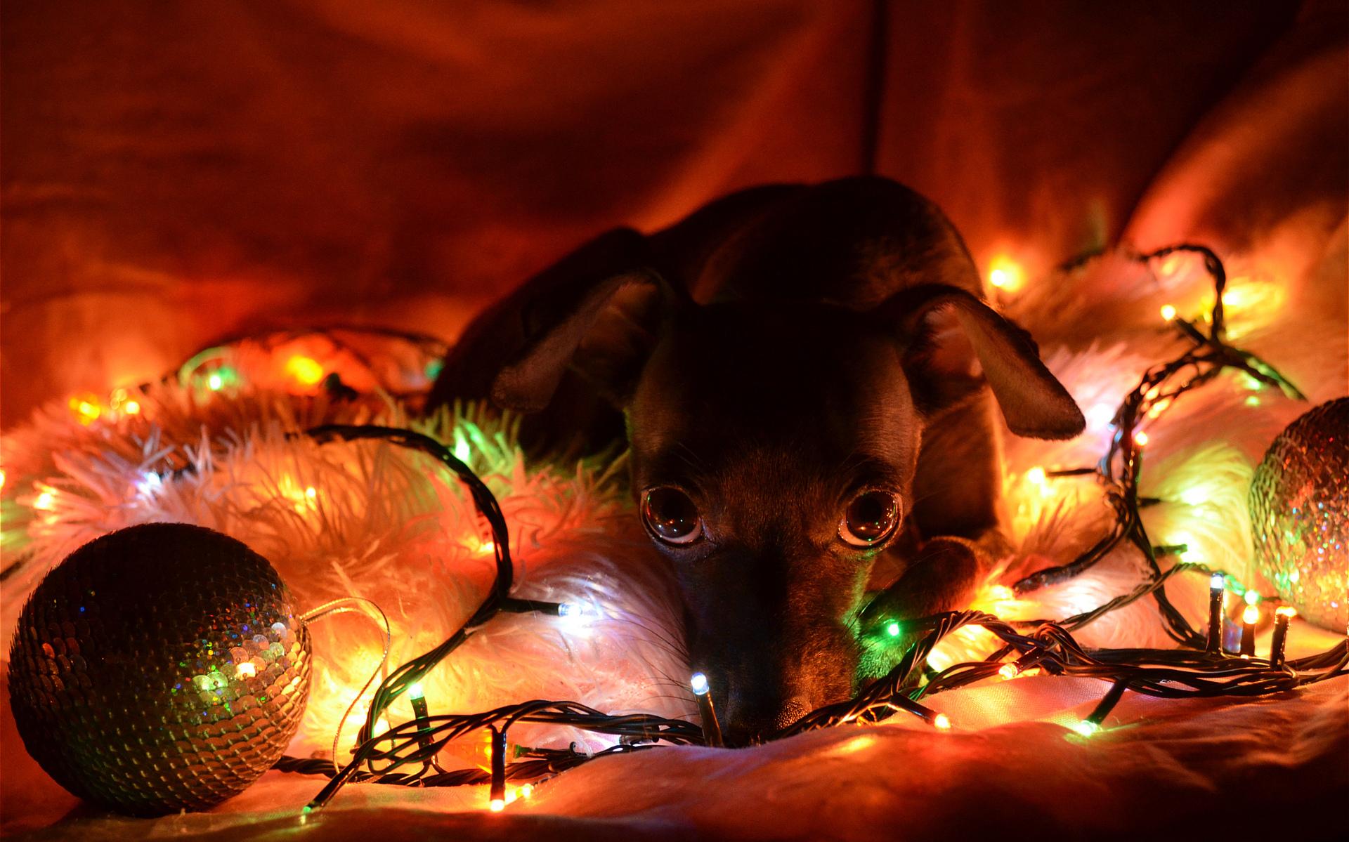Lights New Year Christmas Dogs Wallpaper