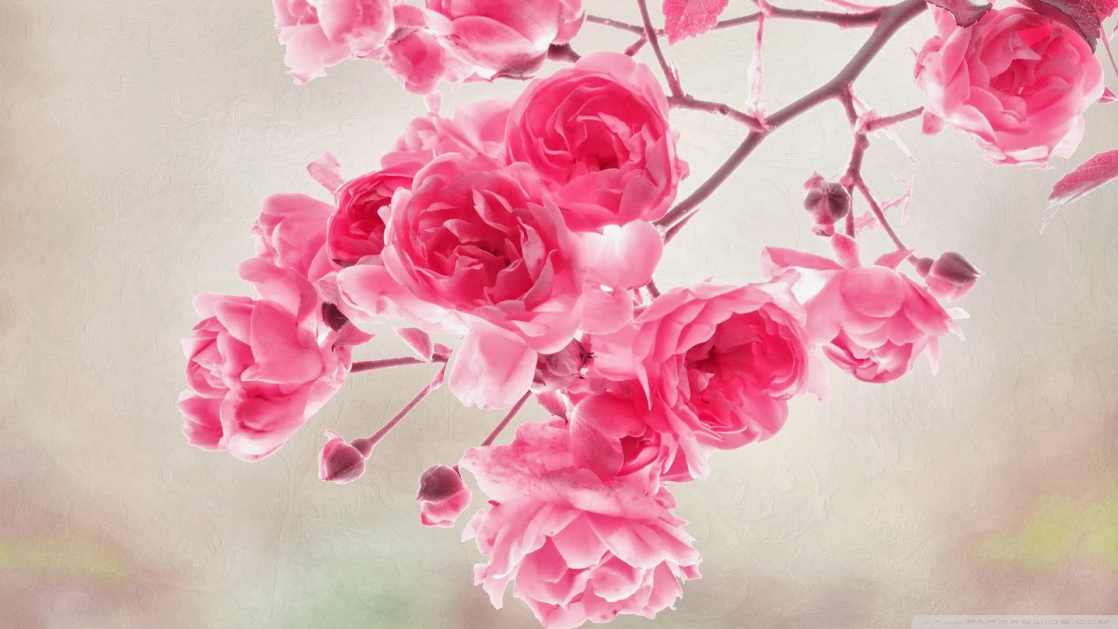 Pink Roses Flowers Desktop Wallpaper Jpg