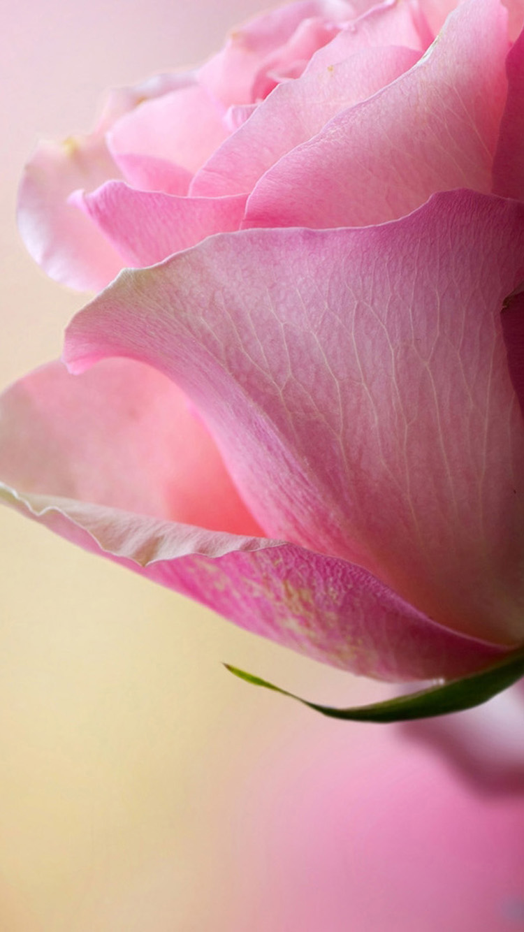 Very Pretty Pink Roses iPhone Wallpaper Background And