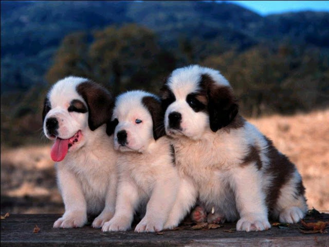 Puppy Wallpaper And Screensavers For