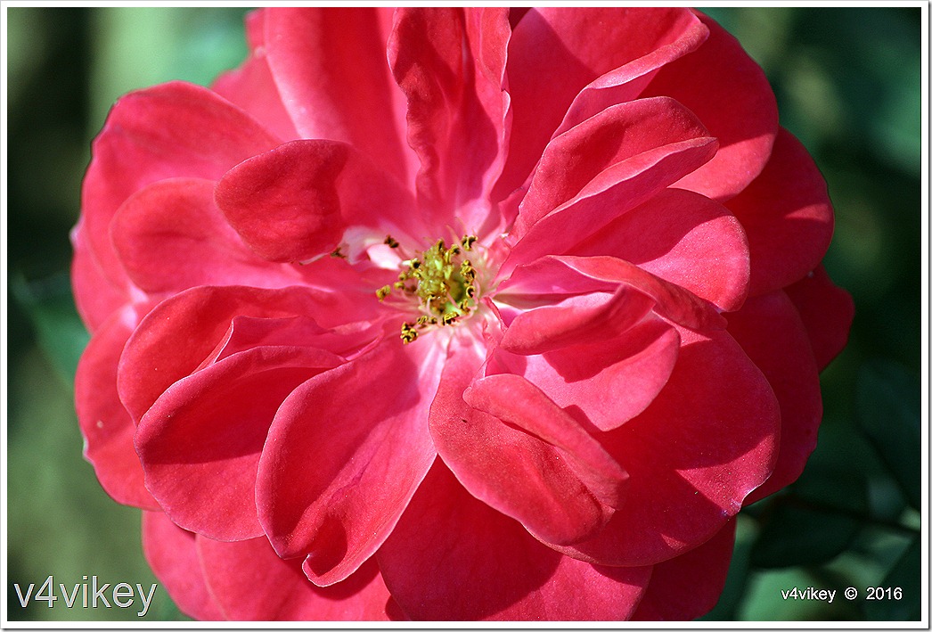 Beautiful Roses Gipsy Boy Red Rose Flower Wallpaper Tadka