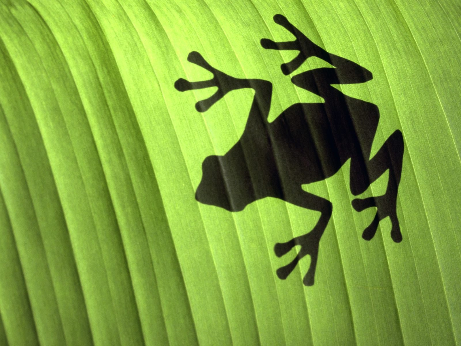 Animal Frog Wallpaper