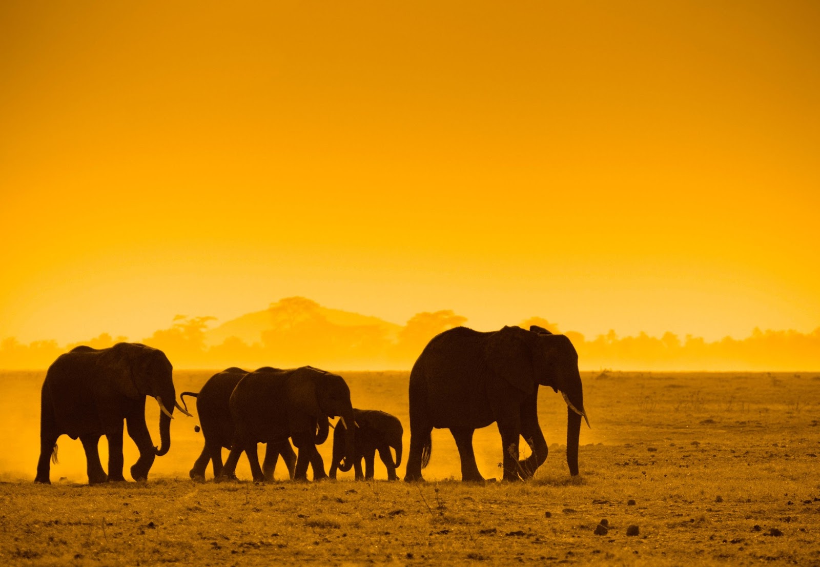 Beautiful Elephants High Resolution Image Wallpaper
