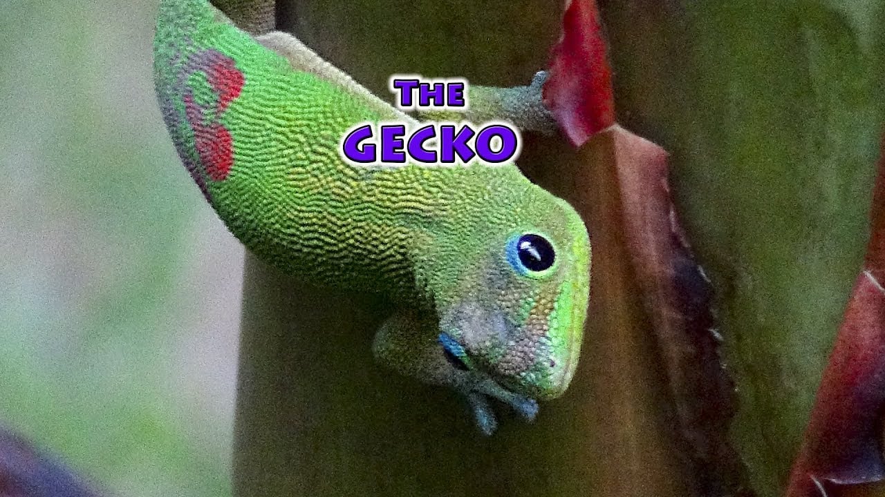 GECKO   Gold Dust Day GeckoMadagascar Gecko