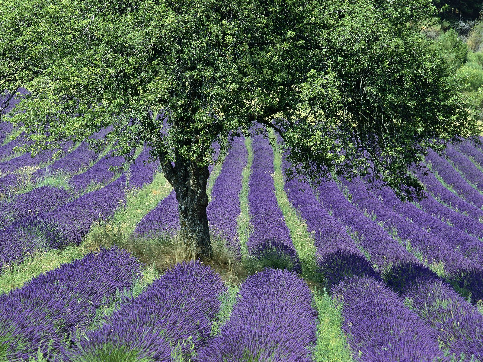 Hq Lavender Field Provence France Wallpaper