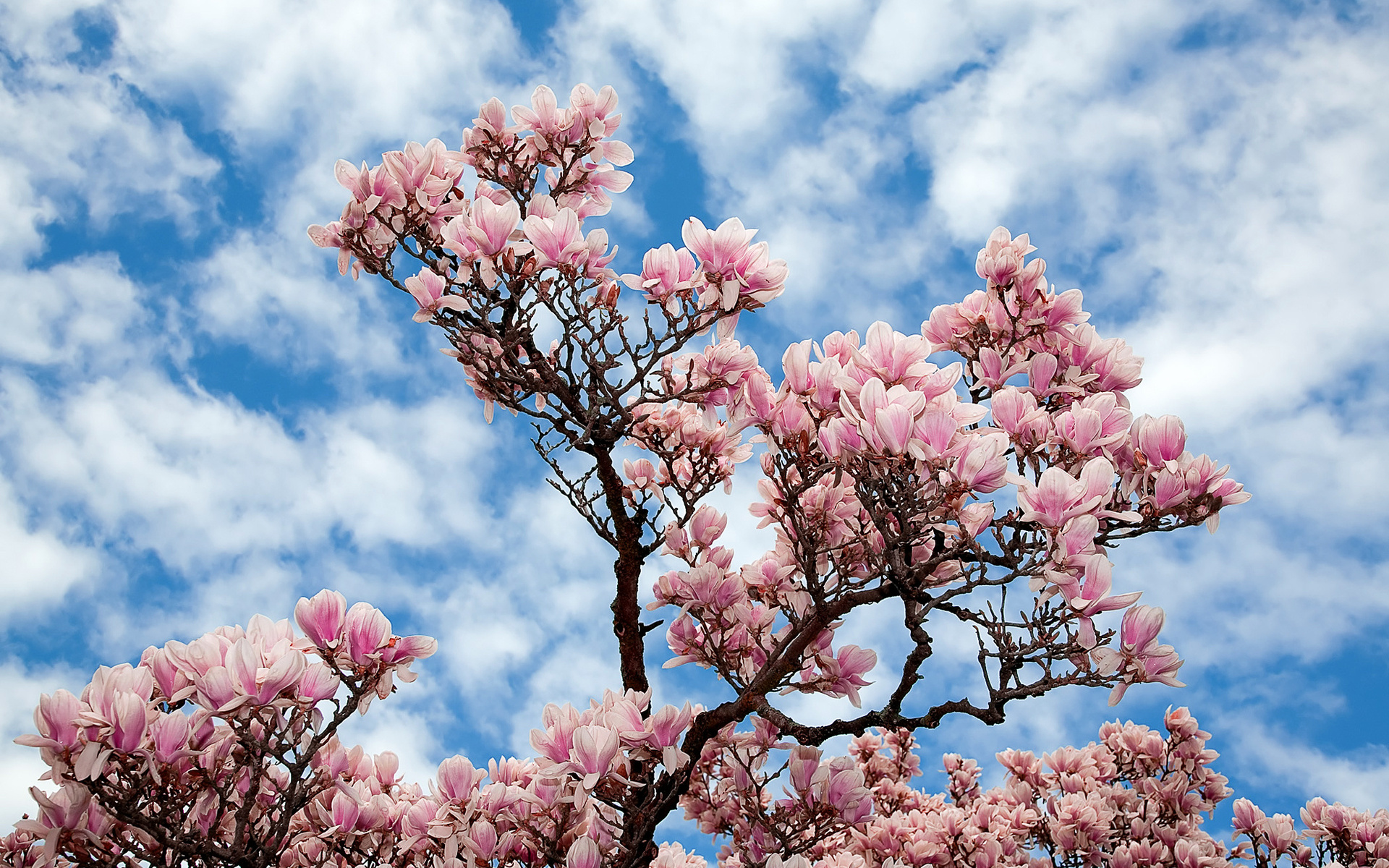 Wallpaper Tree Sky Branch Magnolia Flowers