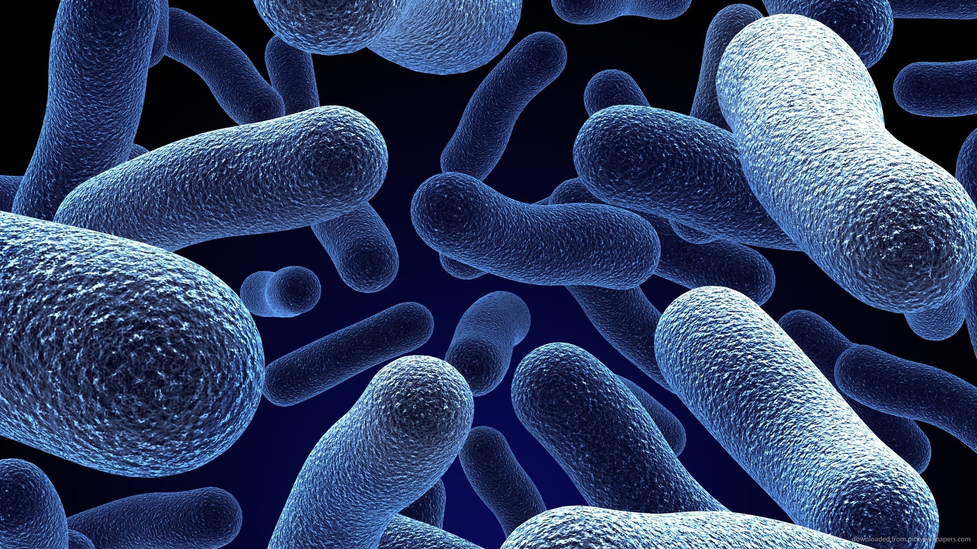 HD Bacteria Macro Wallpaper