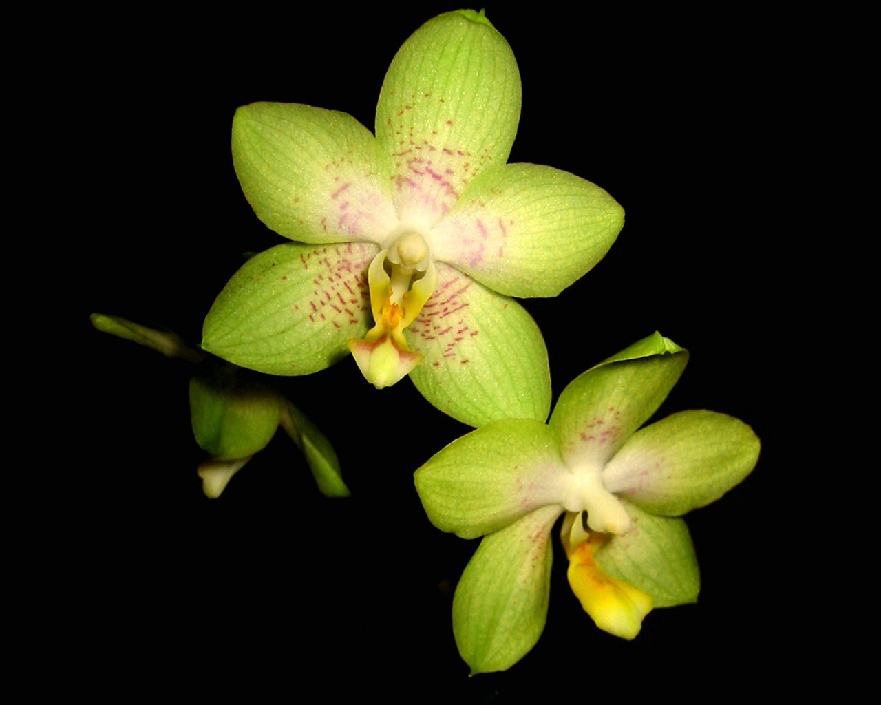 Orchid Wallpaper Flower Image And Desktop Background