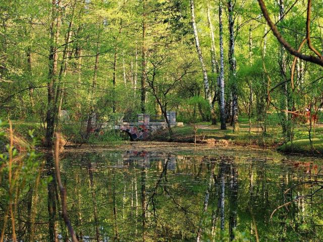 Nature Trees Wood Leaves Surface Ponds Parks Wallpaper