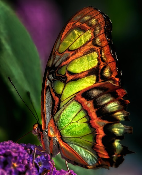 Beautiful Butterflies Nature Color Flutter By Flutterby Moth