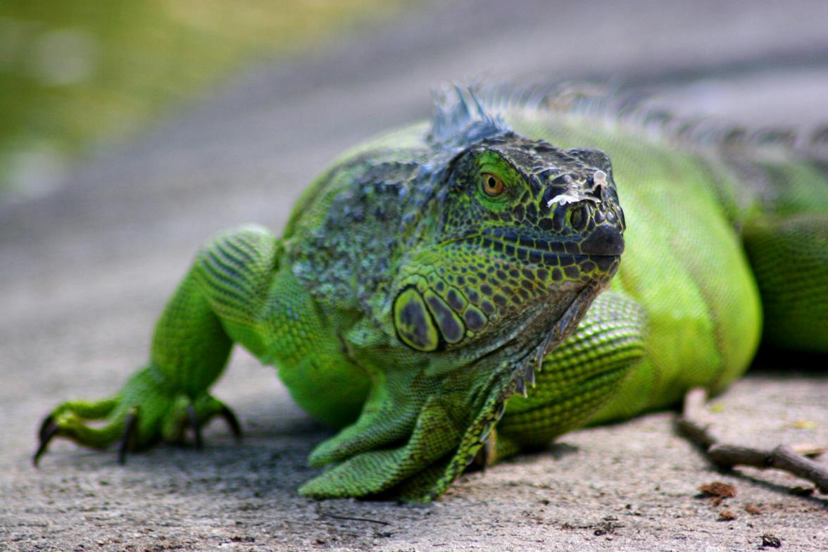 Top Animals Iguana