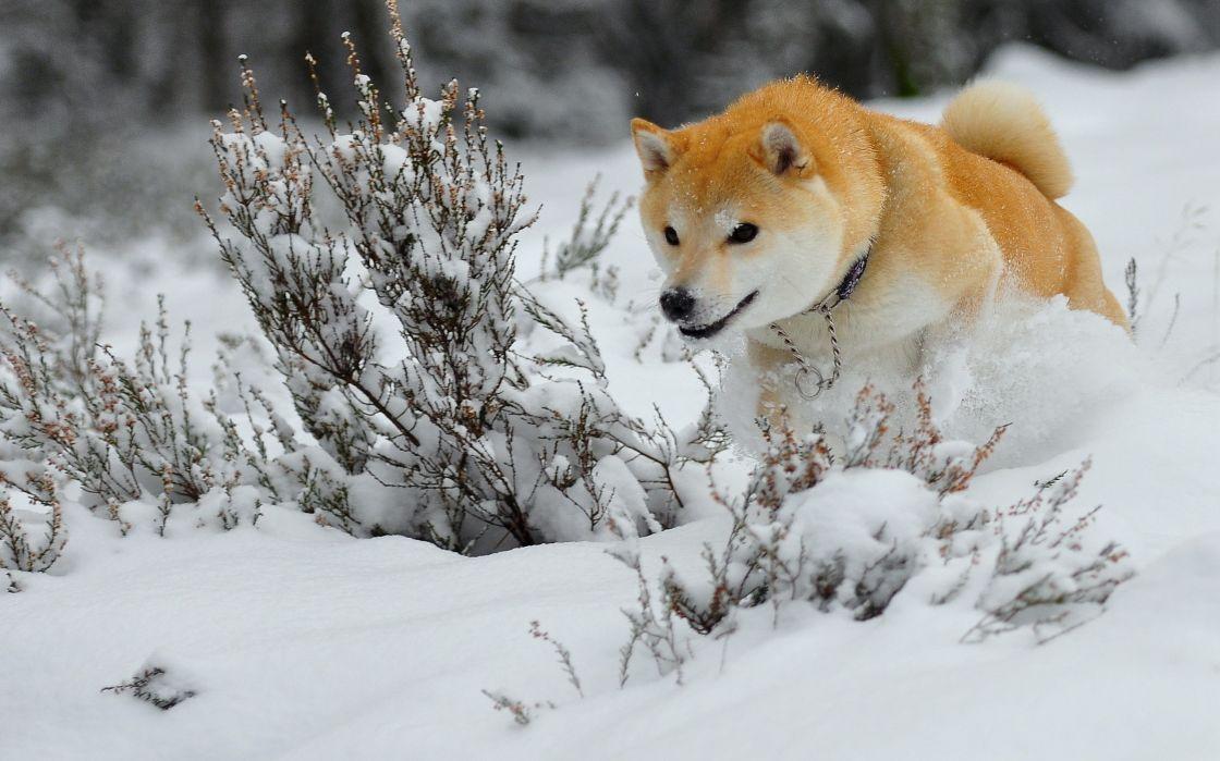 Dogs Akita Snow Animals Winter Wallpaper