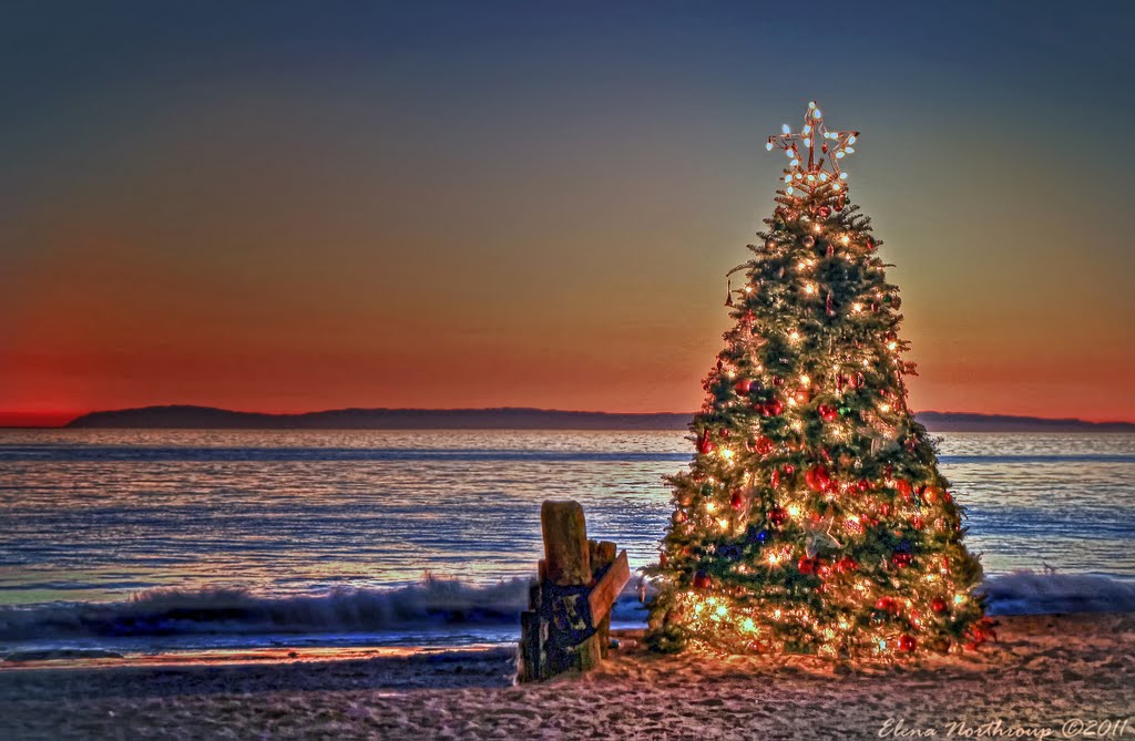 Christmas Tree Sunset At Crystal Cove State Park Newport Beach