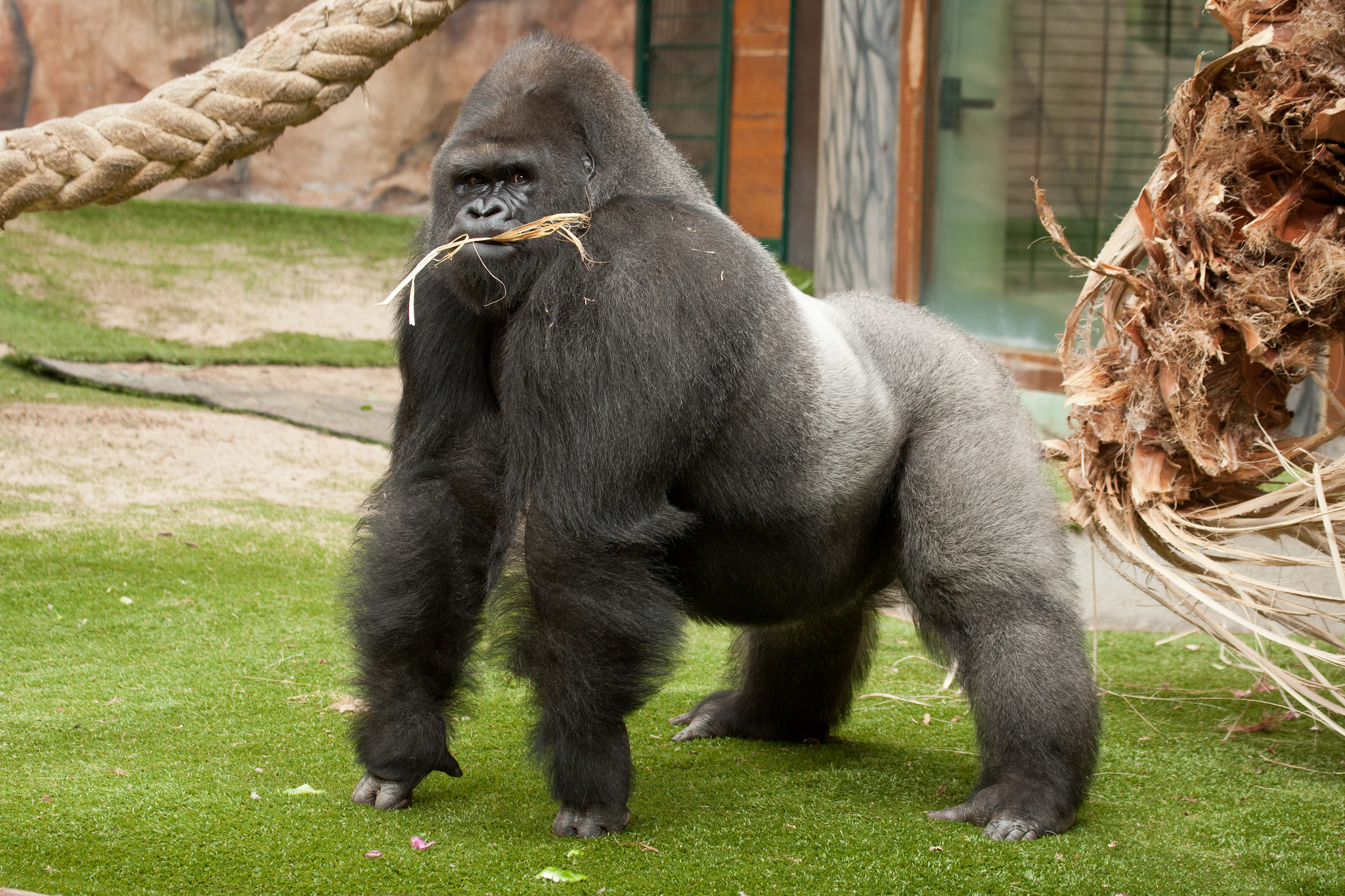 k gorilla background