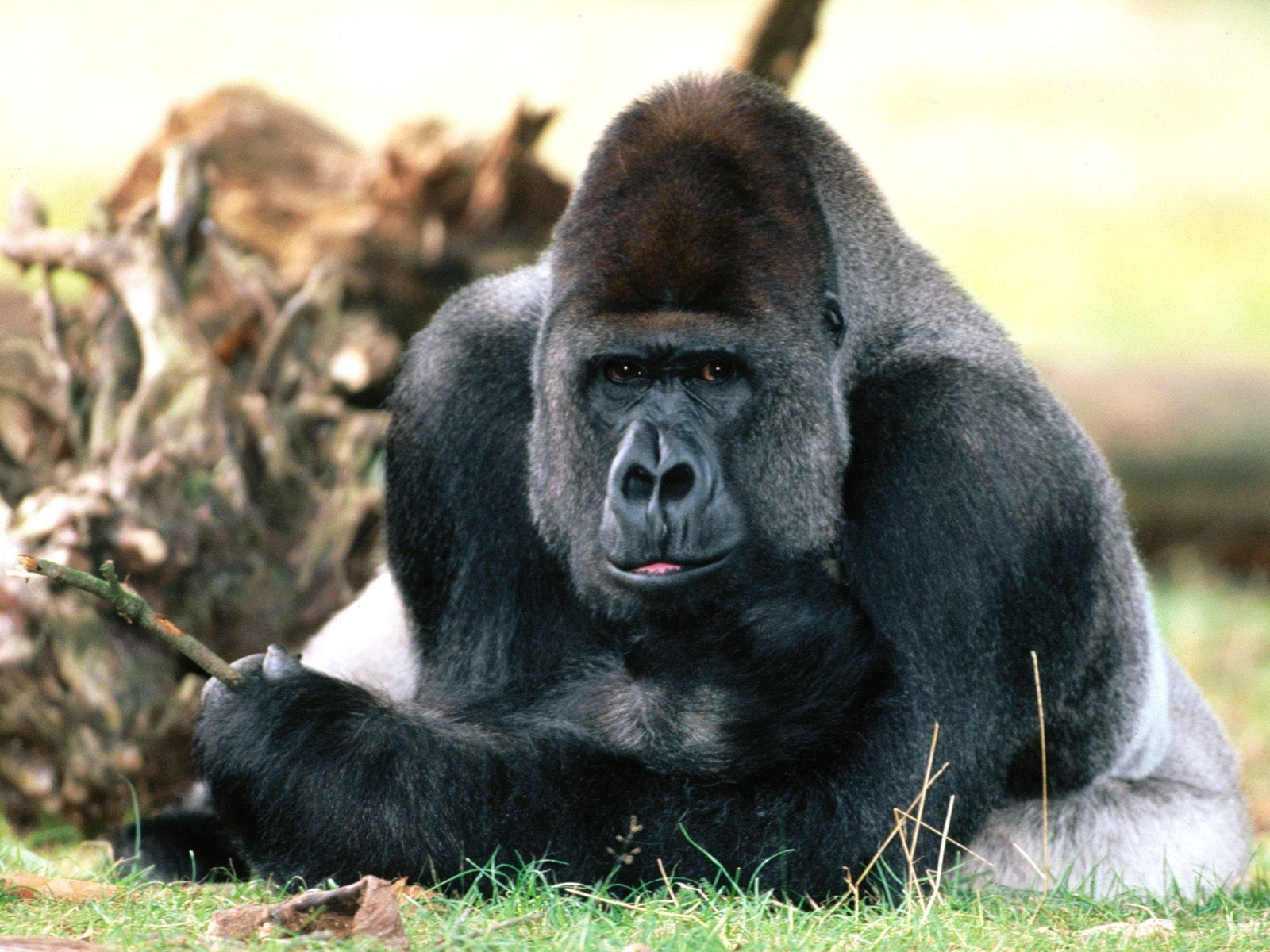 Fonds D Cran Primate Tous Les Wallpaper Gentside Design