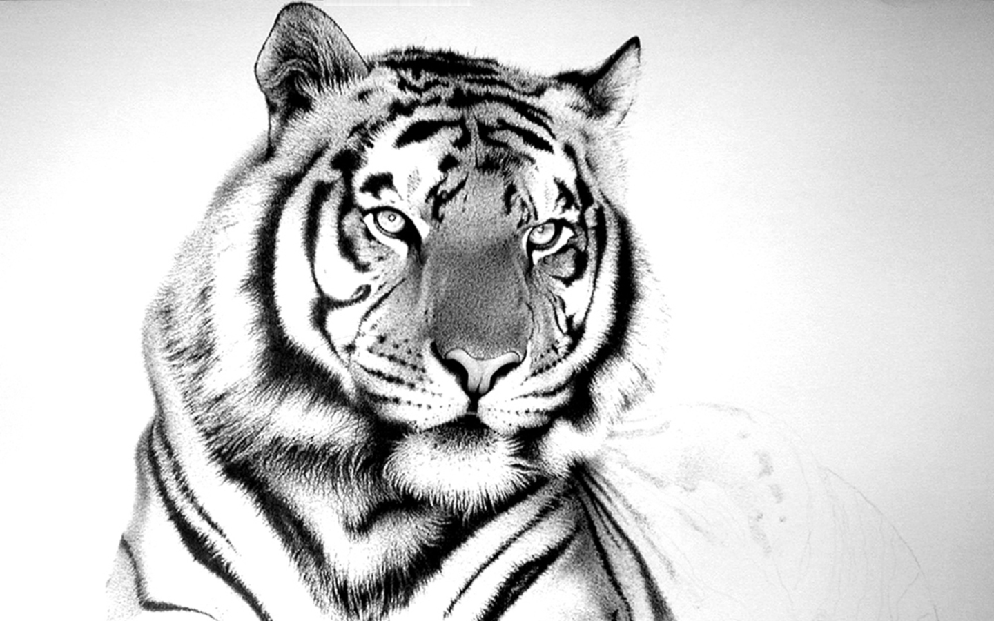 Colourful Wallpaper White Black Tiger