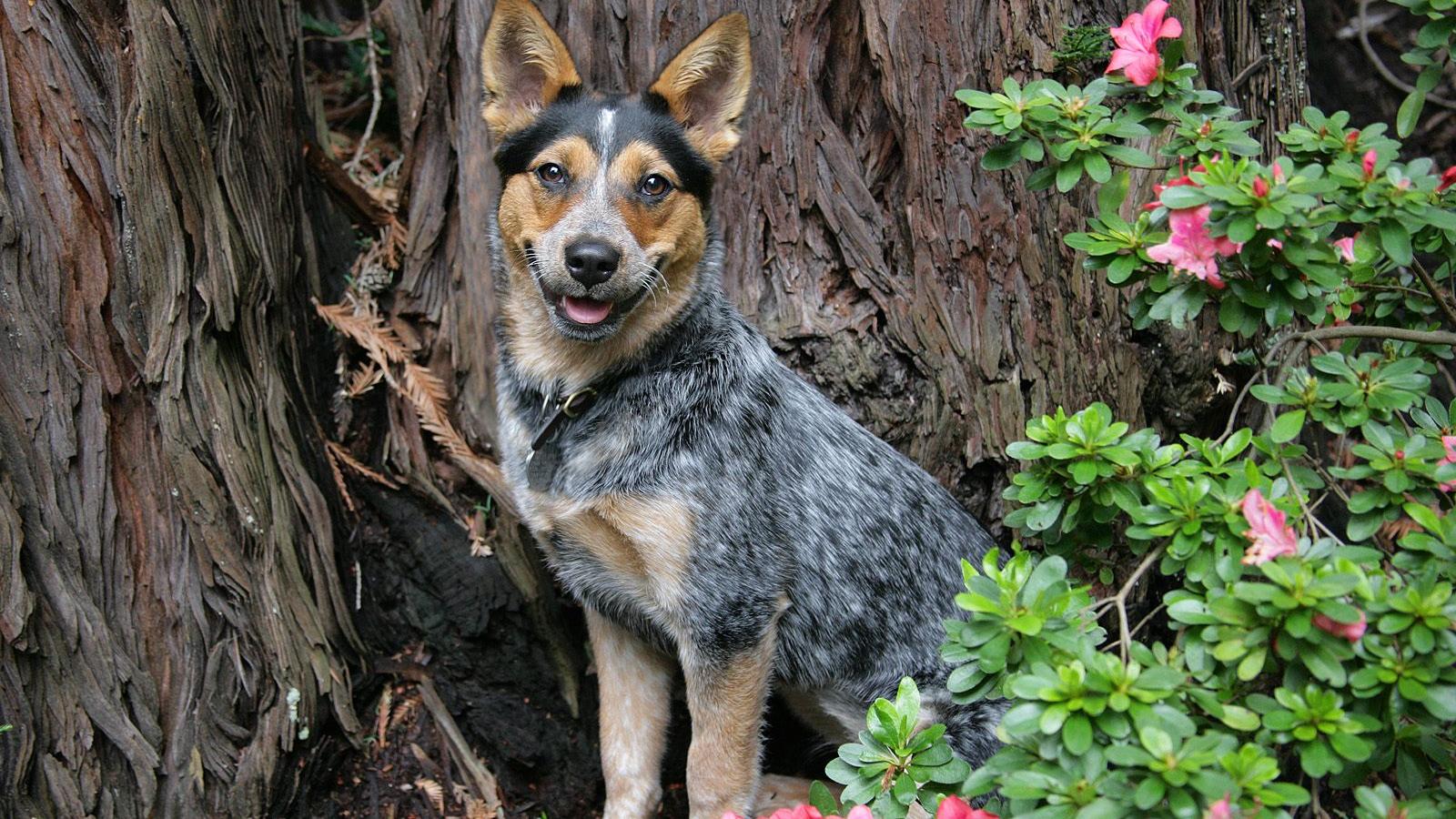blue heeler Wallpaper and Background Image 1600x900 ID453425