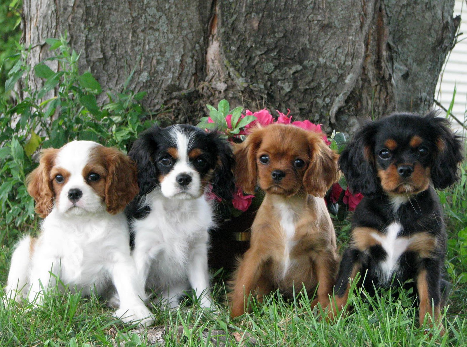 Puppies And Dogs Pictures Cavalier King Charles Spaniel Dog Res