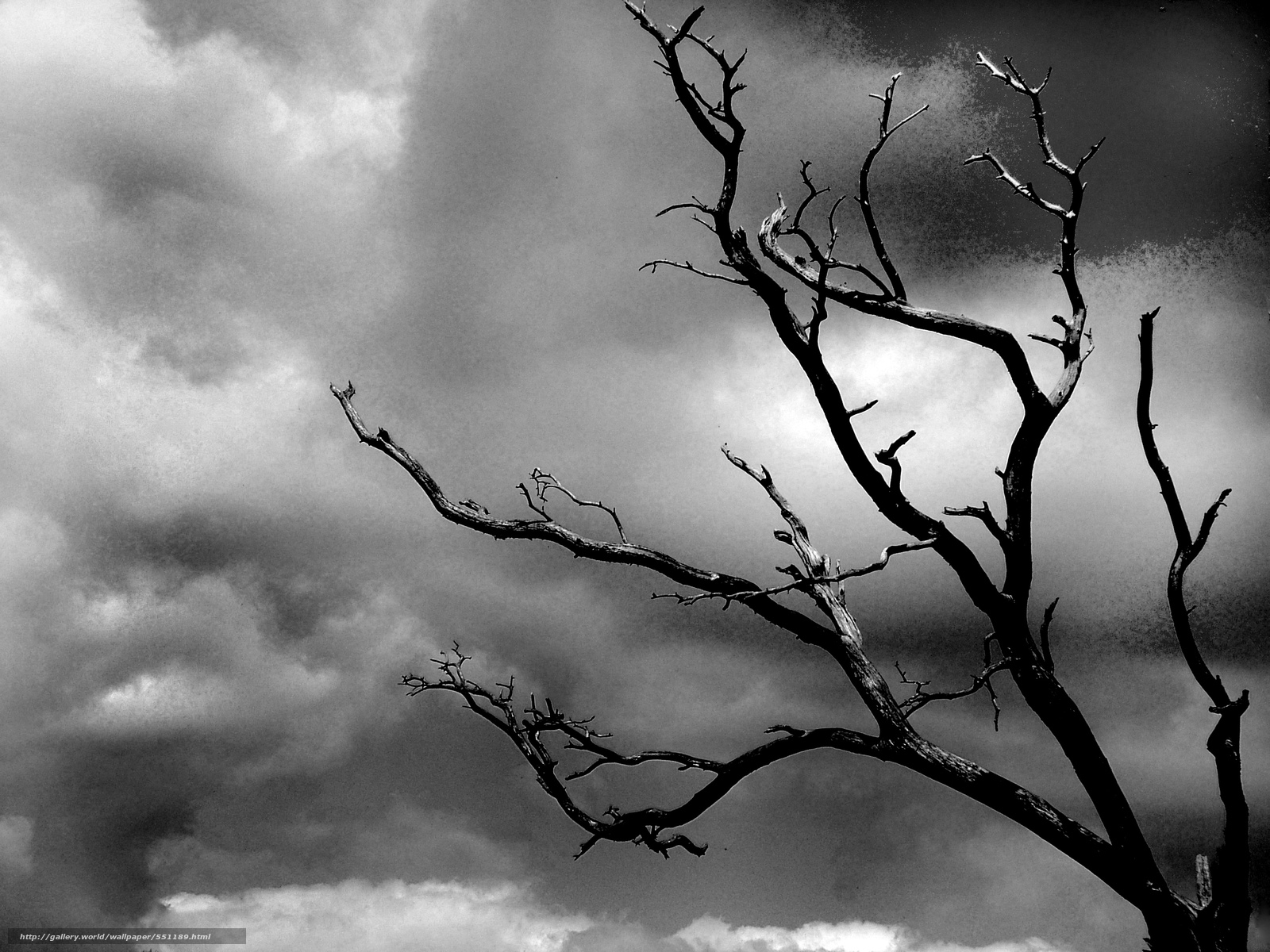 Wallpaper Depression Black White Tree Cloud Desktop