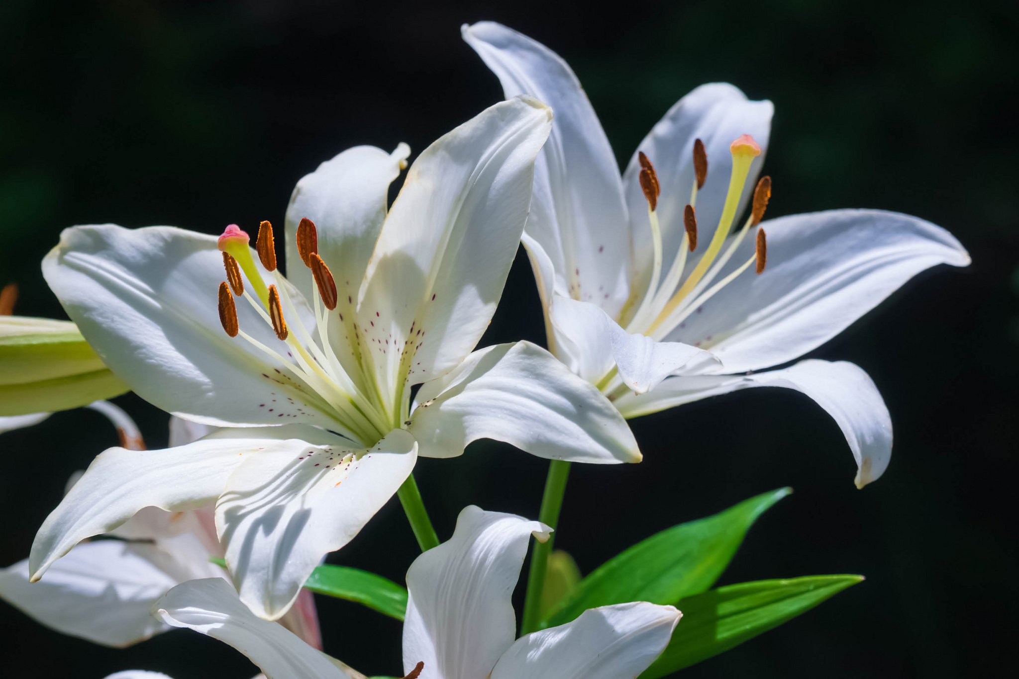 Lilies White Petals Close Up Wallpaper HD