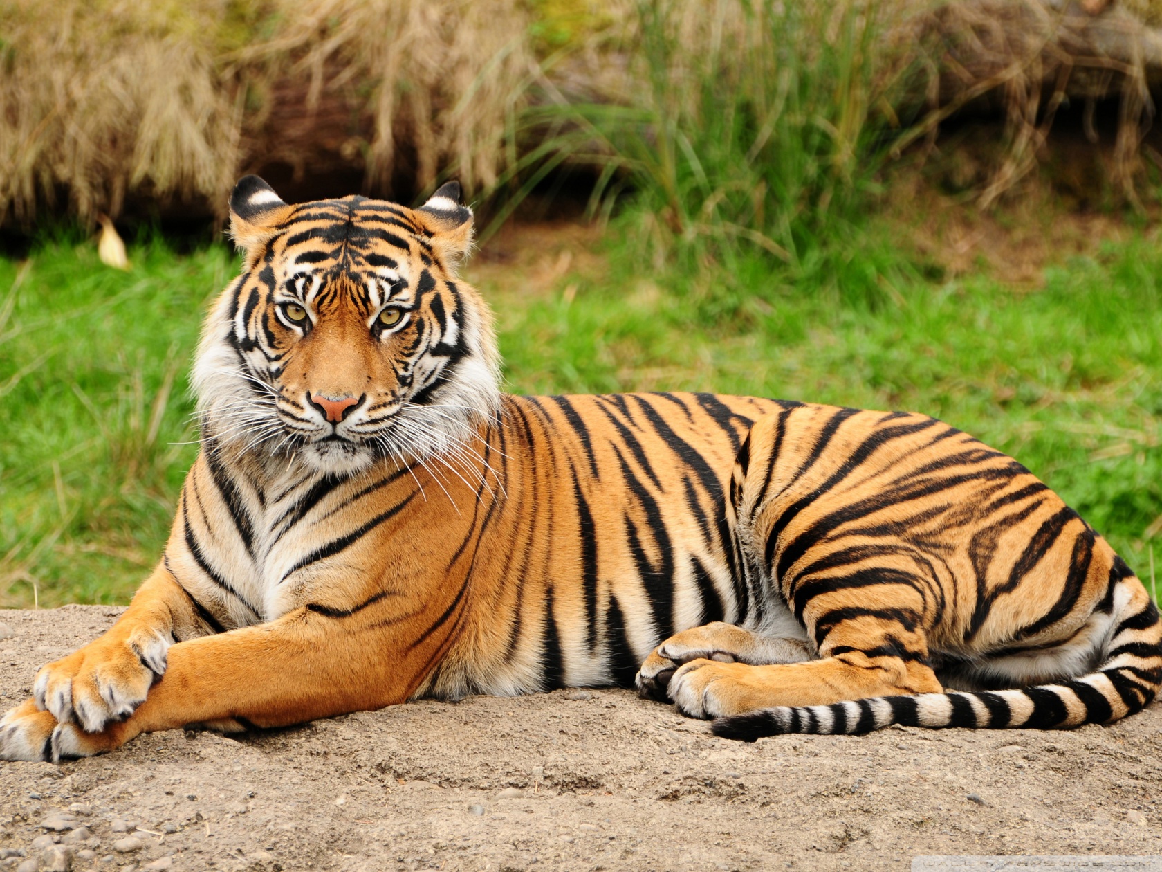 Beautiful Young Tiger HD Desktop Wallpaper High Definition