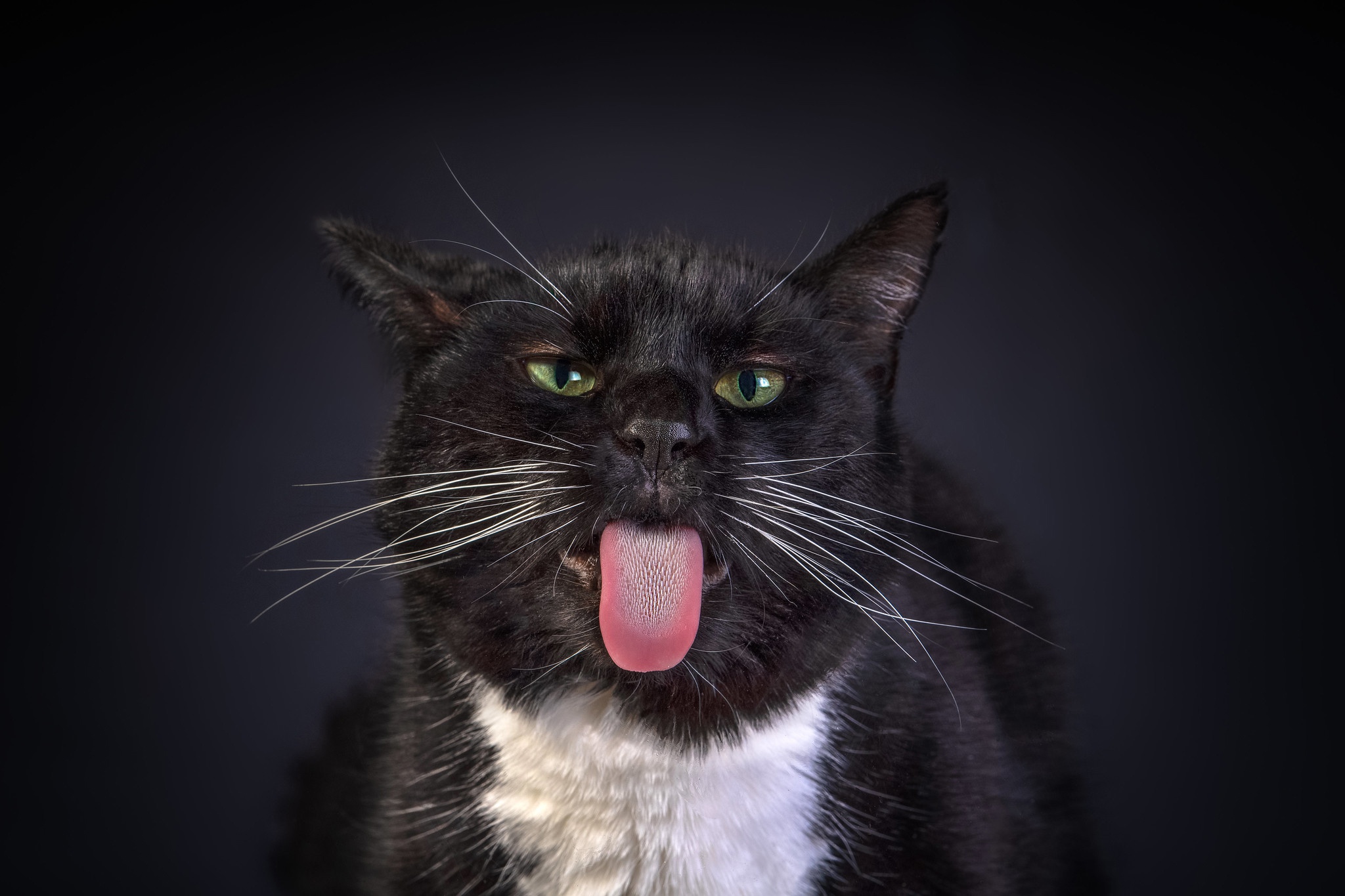 Desktop Wallpaper Cats Funny Black Tongue Whiskers Animal