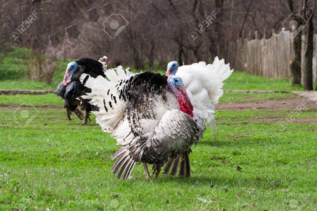 Turkey Male Or Gobbler Grazing On A Green Grass Background Stock