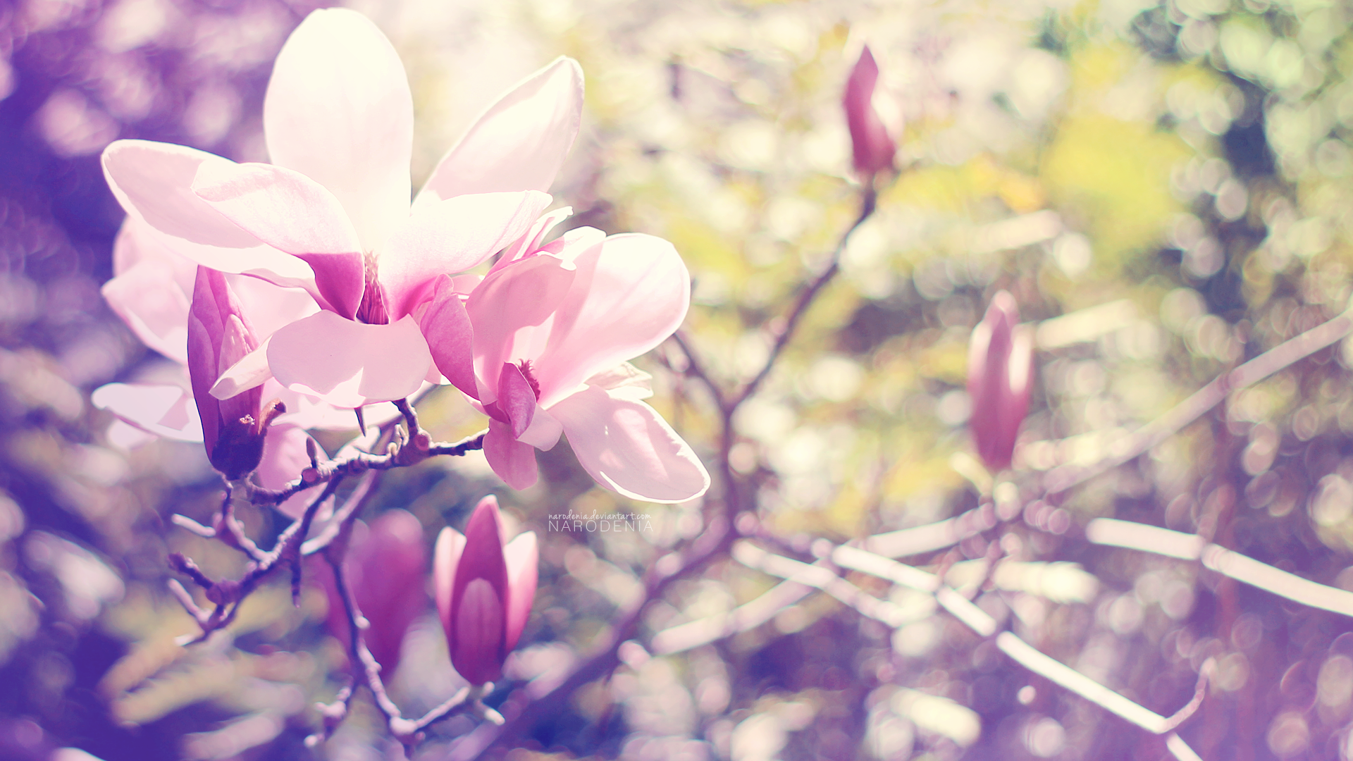 Spring Wallpaper Blossom