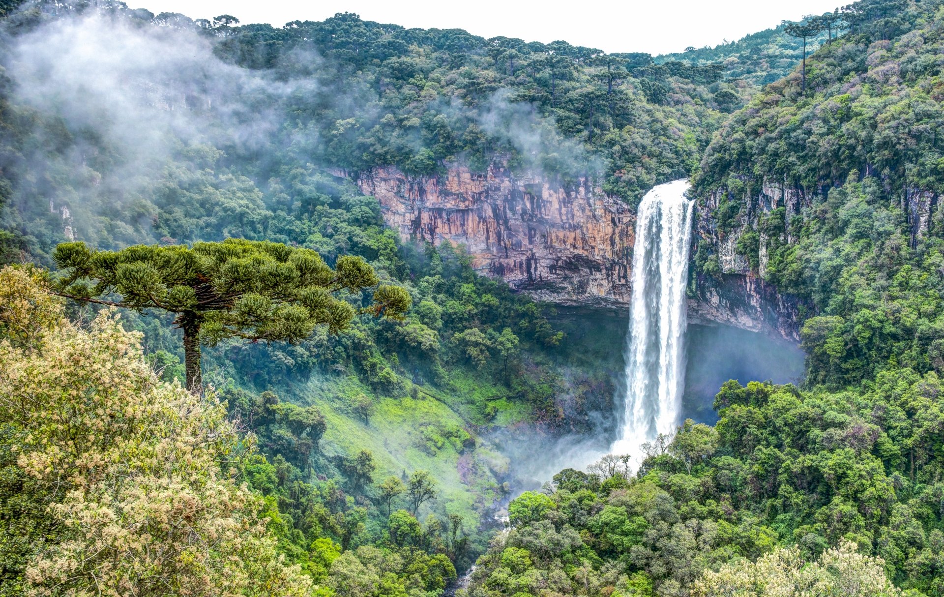 Majestic Rainforest Valley Wallpaper