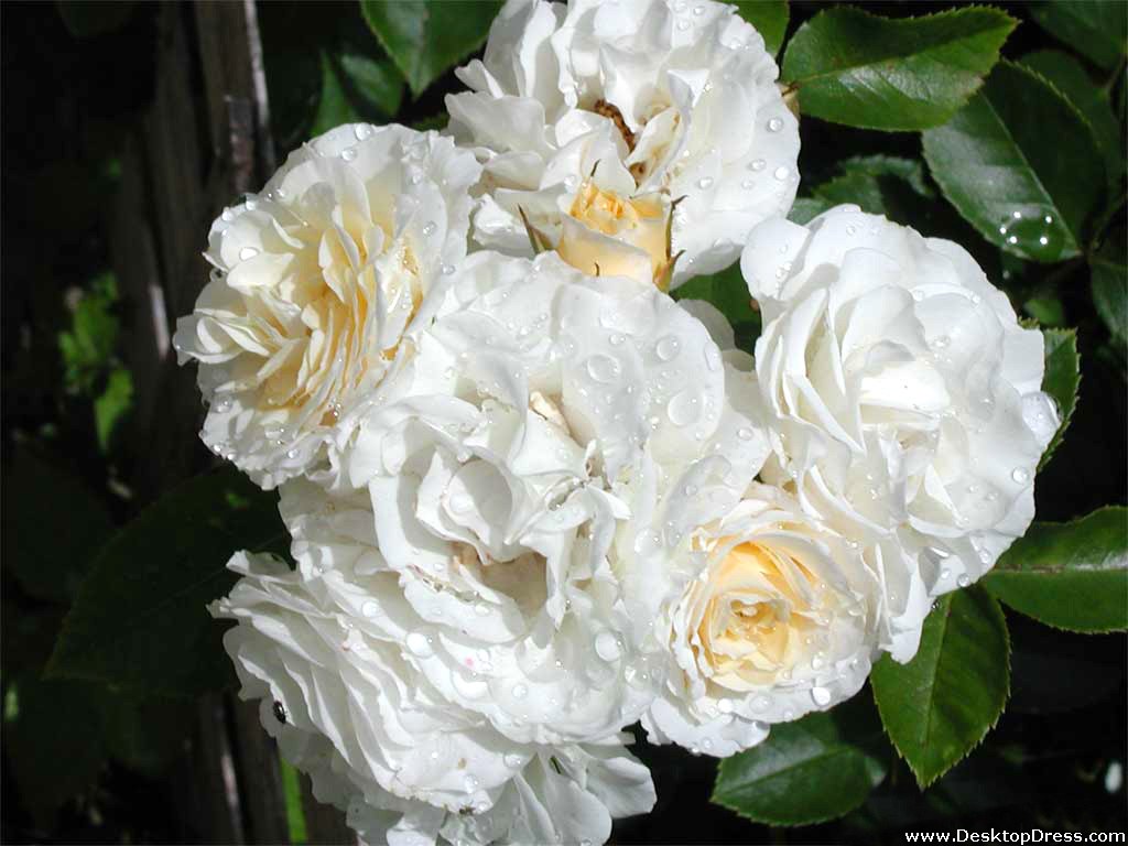  desktop wallpapers flowers gardens backgrounds white roses white roses