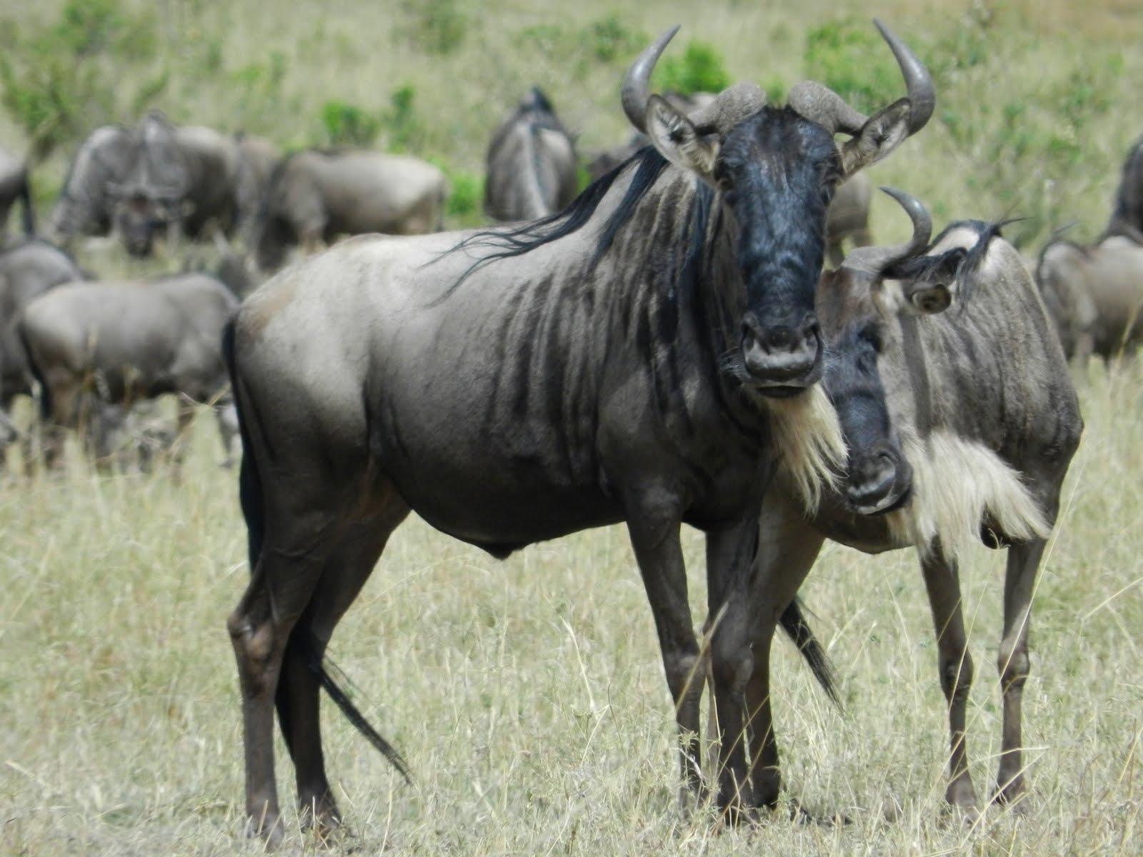 Wildebeest Wallpaper Hd
