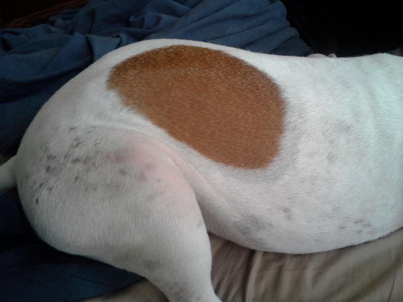 White Pitbull With Black Spots On Skin Pit Bull Unknown