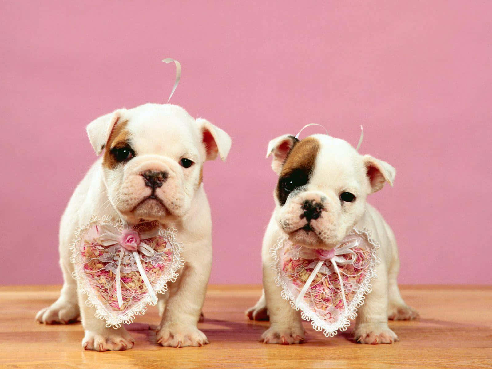 Pink Puppies Wallpaper