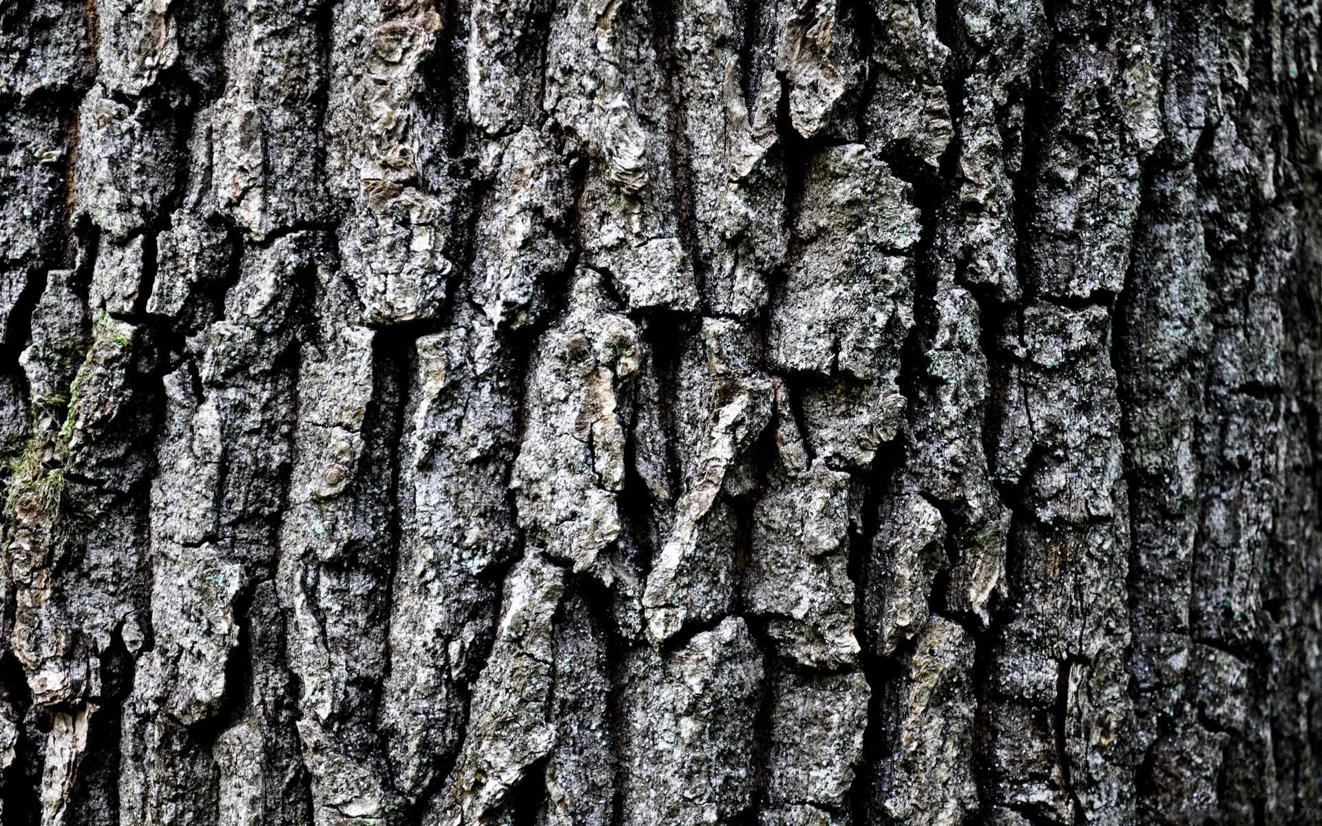 Wallpaper Grey Tree Bark HD