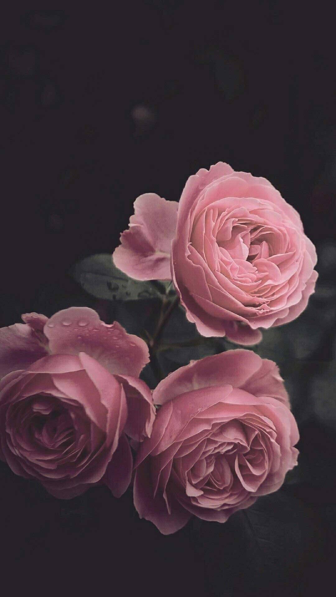 Cute Black Aesthetic Pink Roses Wallpaper