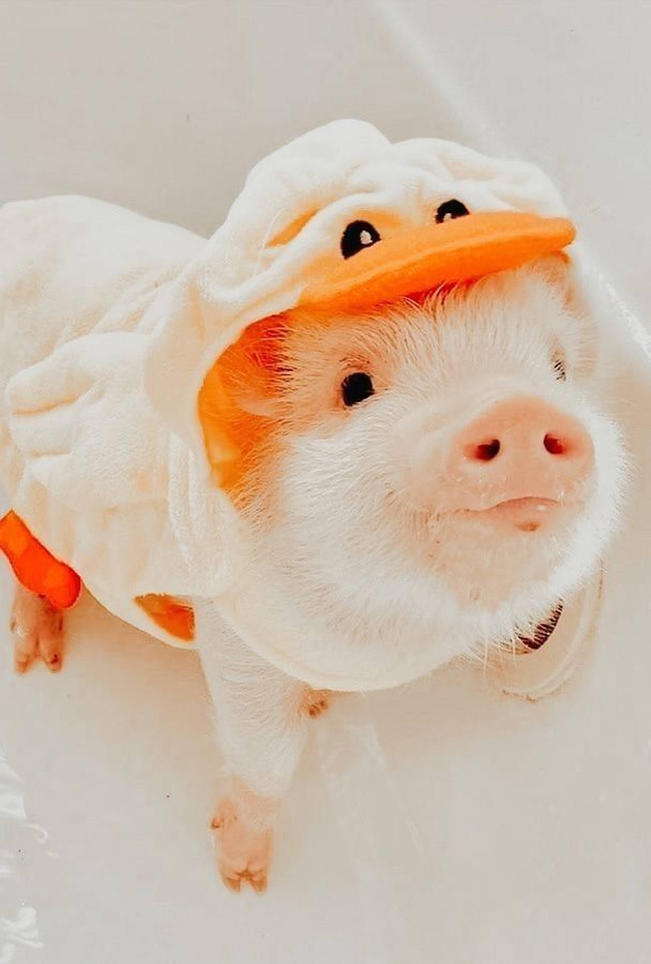 Cute Piglets Wallpaper