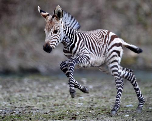 Baby Zebra Picture