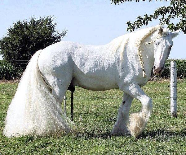 Beautiful Cute White Horse Pictures Photos Wallpaper Running