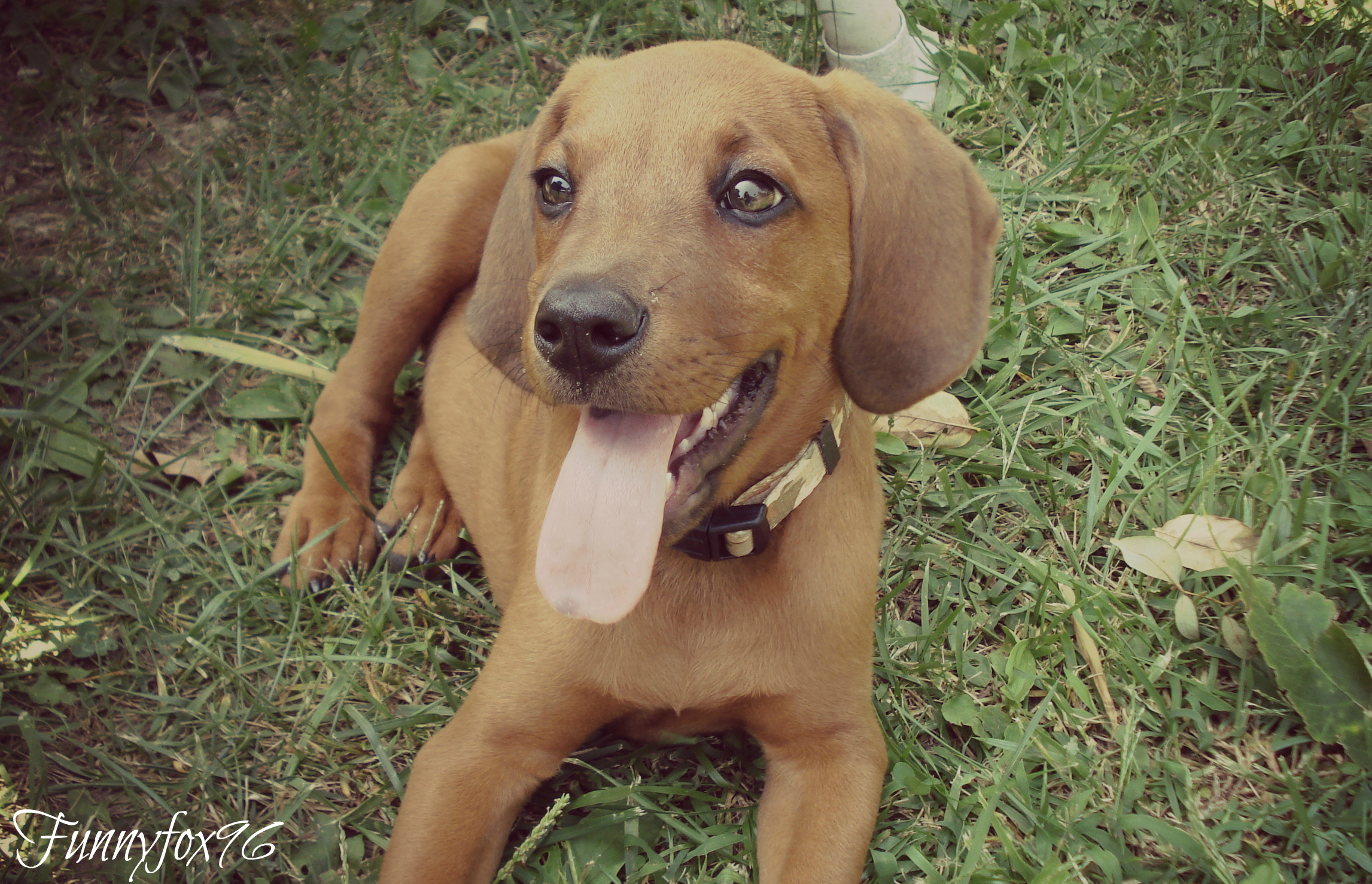 Nice Redbone Coonhound Puppy Photo And Wallpaper Beautiful