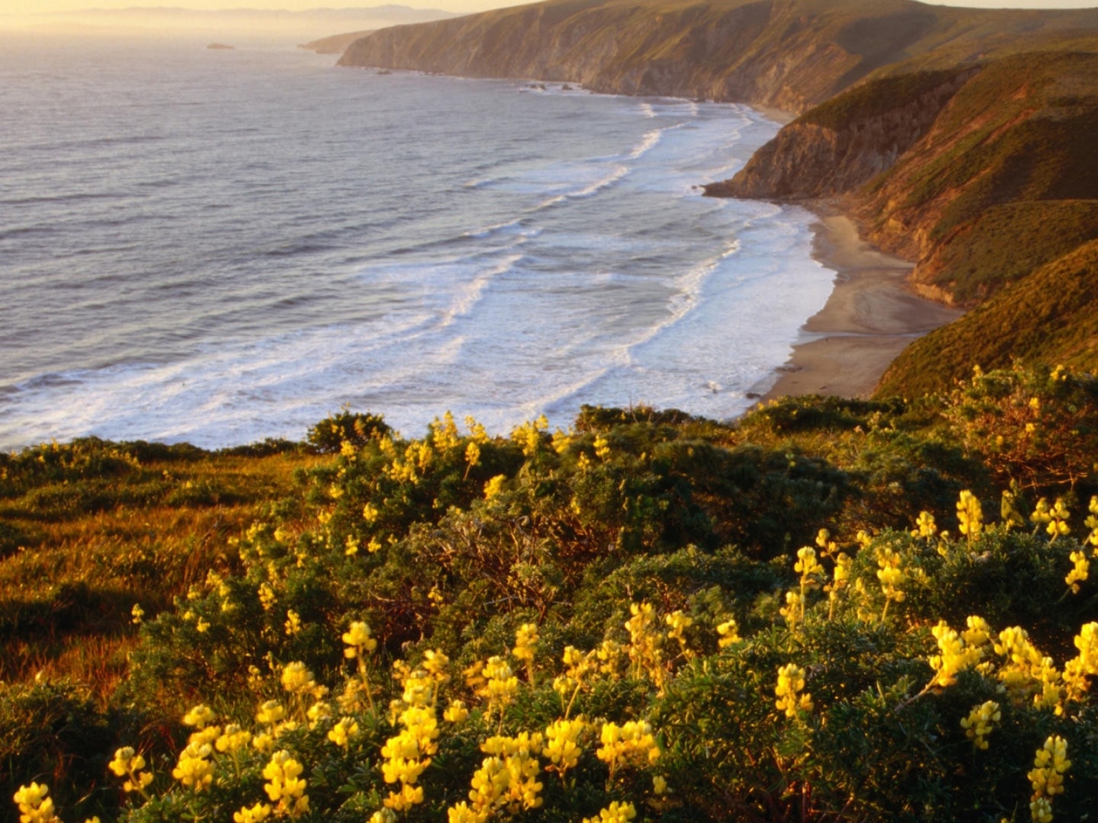 Wallpaper Landscapes Beach Flowers Yellow Point