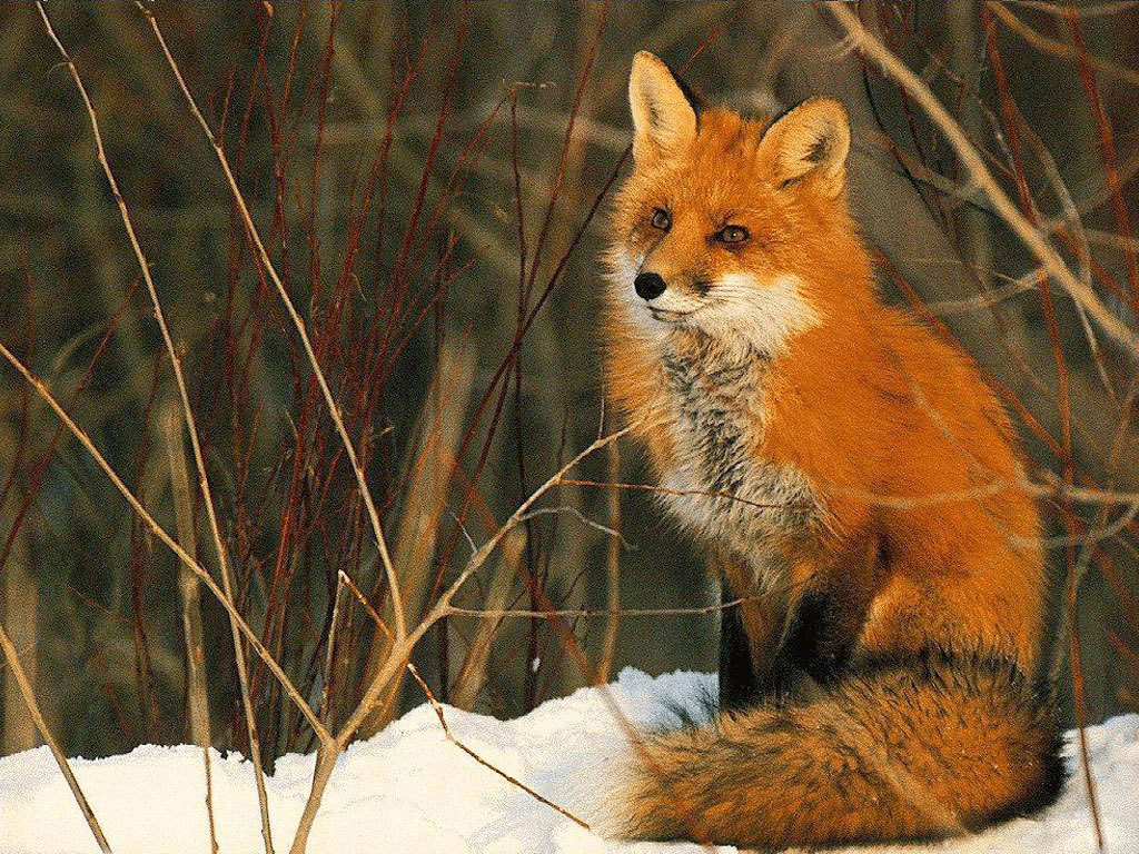 Red Foxes Image Fox HD Wallpaper And Background Photos