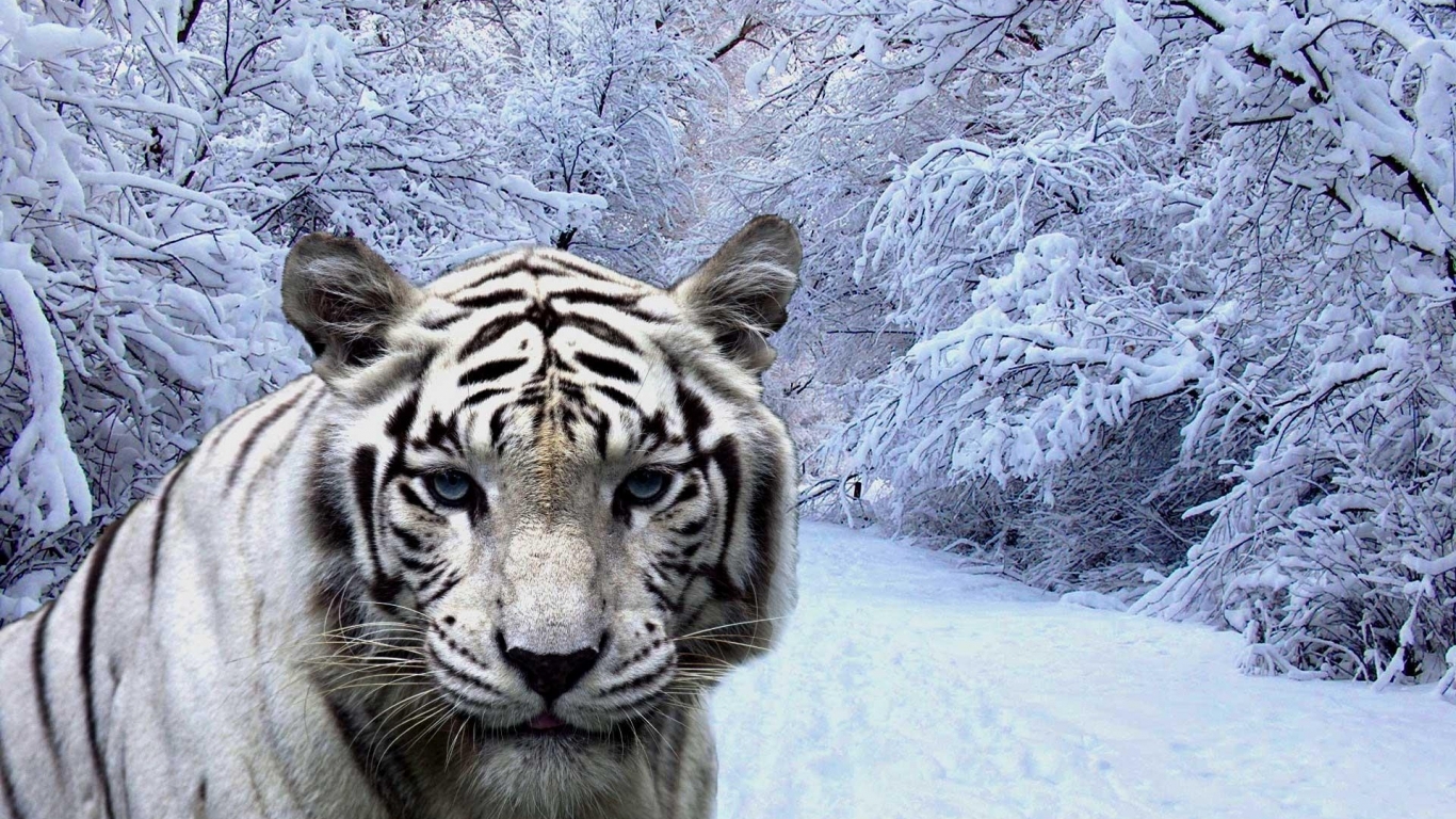 Tiger Snow Forest Wallpaper In Animals With All Resolutions