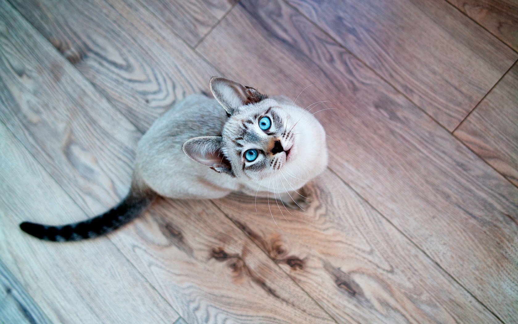 Siamese Cat Blue Eyes HD Wallpaper Magic4walls