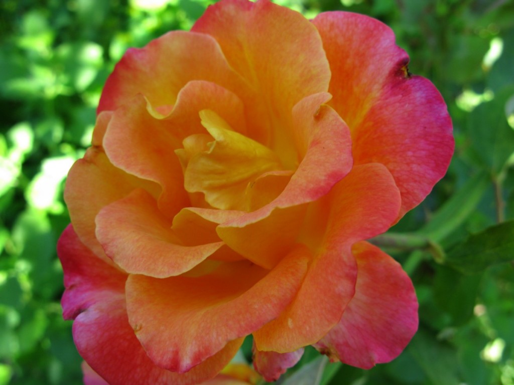 Orange Rose HD Wallpaper Flowers