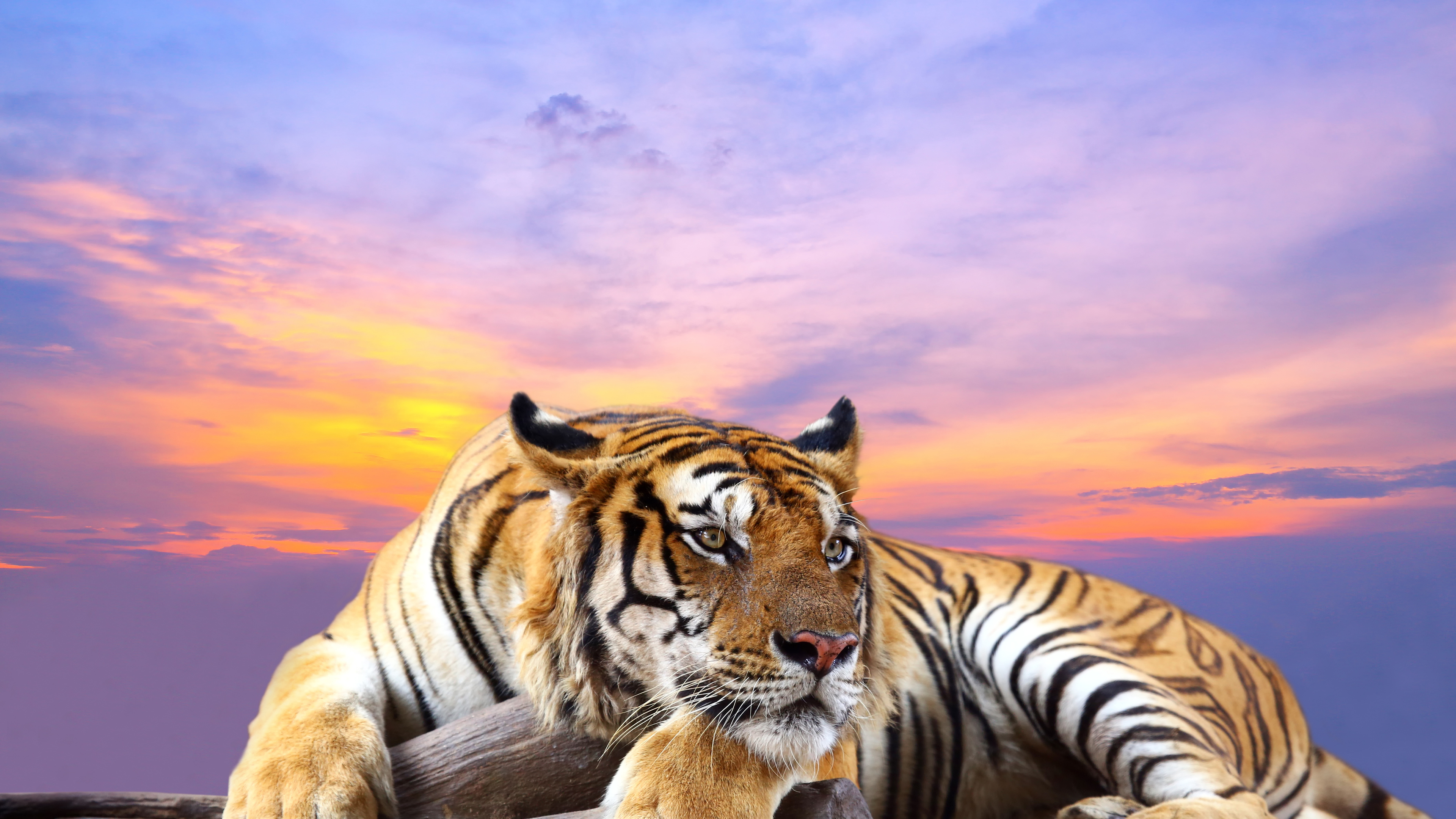 Cute Tiger 4k Ultra HD Wallpapers
