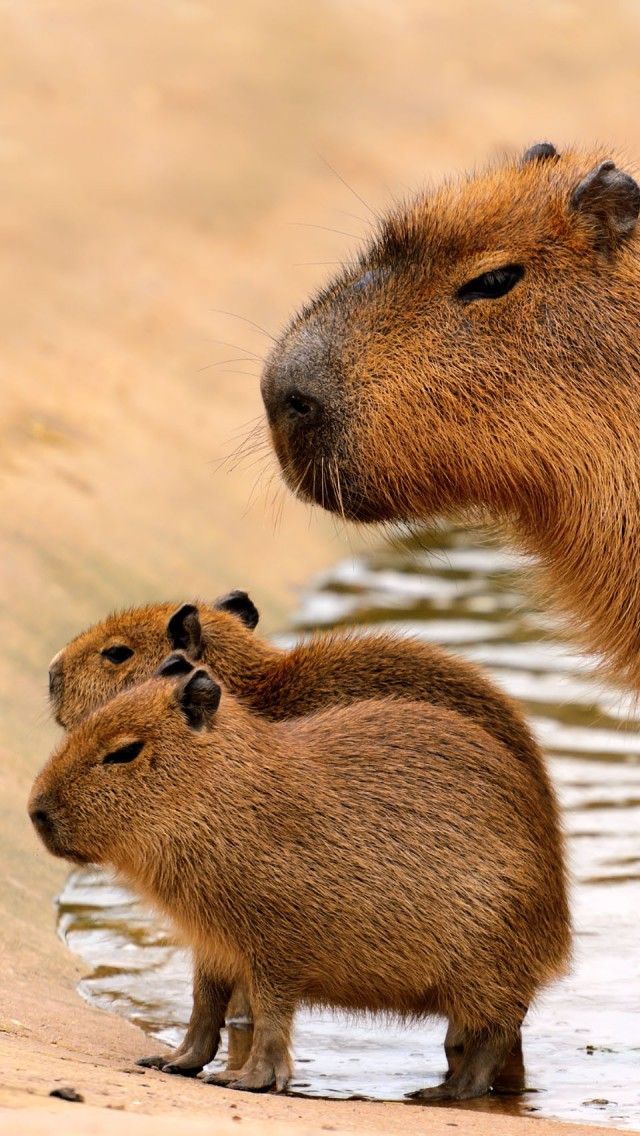 Measuring And Cutting Capybara Wallpaper Purple