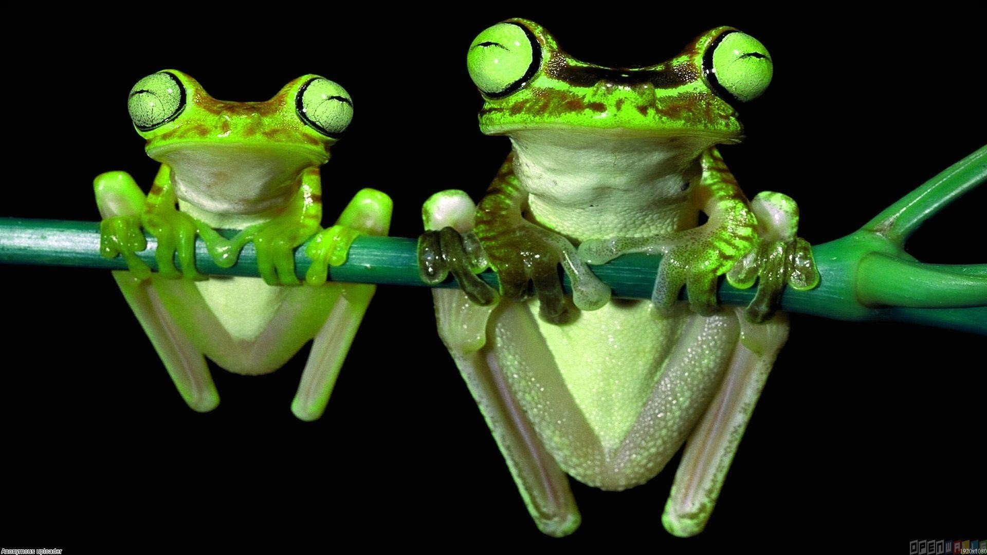 Pics Photos   Cute Frog Wallpaper Hd Wallpapers